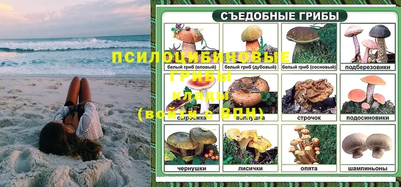 купить наркотик  Хотьково  Галлюциногенные грибы Psilocybe 